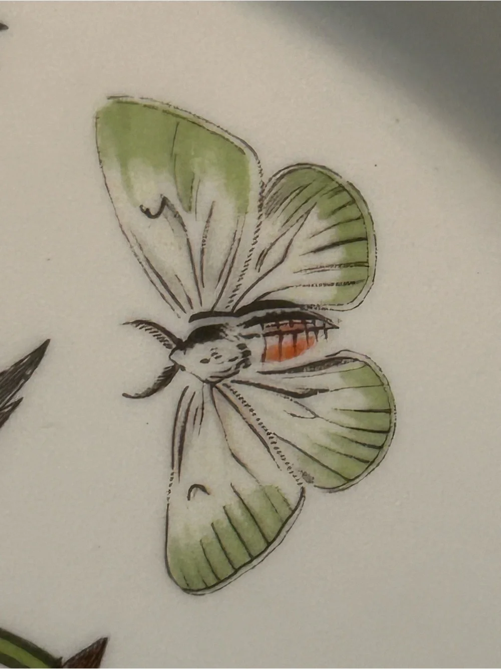 PORTMEIRION BOTANIC GARDEN 10.5” Christmas Rose Dinner Plate Butterflies 1972